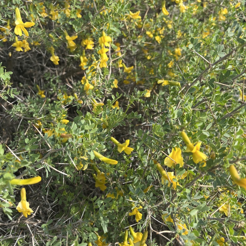 骆驼刺4.jpg