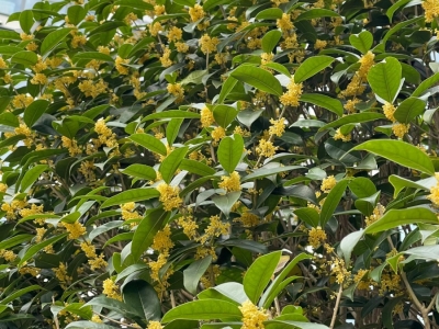 桂花