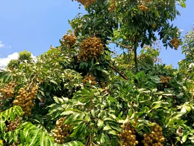 桂圆