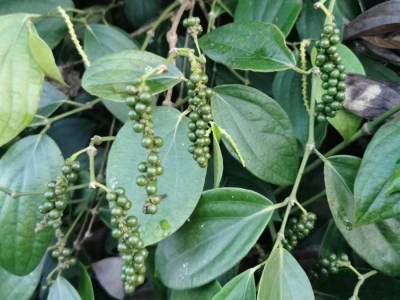 黑胡椒