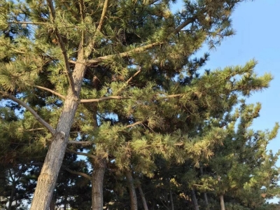 黑松
