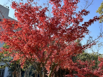 红枫