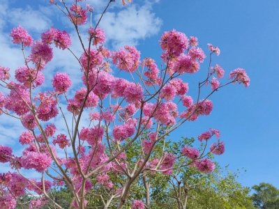 红花风铃木