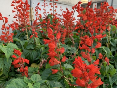 红花鼠尾草种子,种子