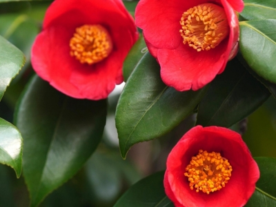 红花油茶