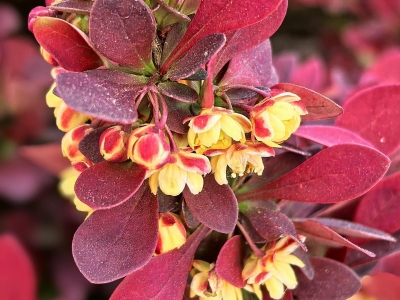 红叶小檗怎么养才能开花更茂盛