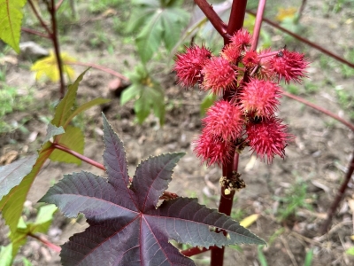 什么时间种植红色蓖麻比较好