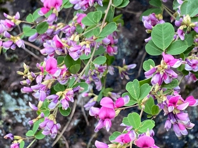 什么时间种植胡枝子种子比较好