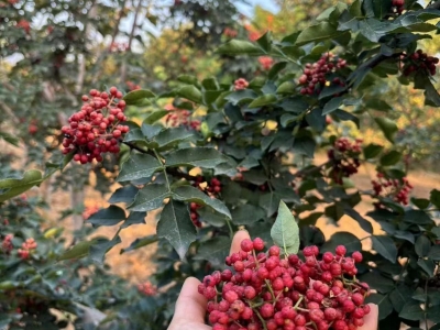 什么时间种植花椒种子比较好