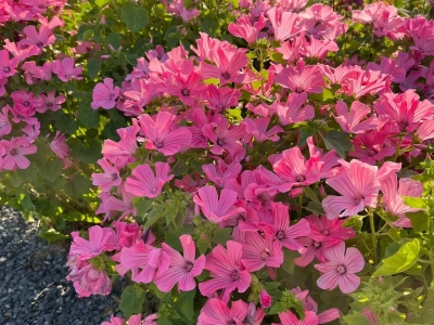 花葵种子多少钱一斤