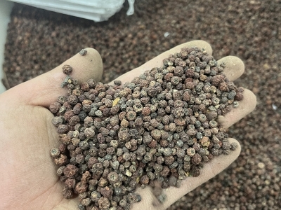 火棘种子怎么提高发芽率
