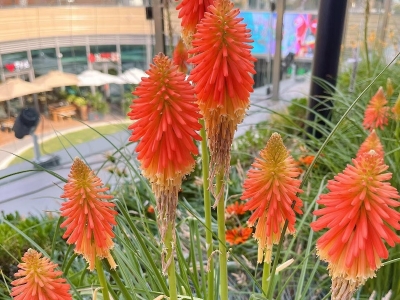 火炬花种子,种子