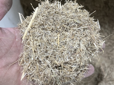 芨芨草种子要浸水吗