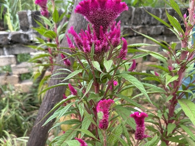 秋天可以种植鸡冠花红色吗