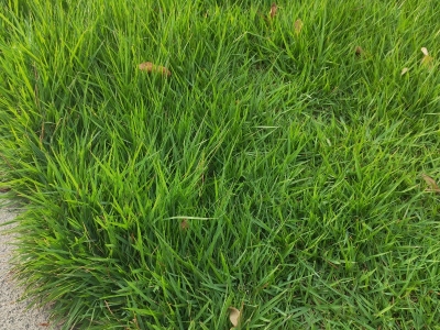 结缕草种子,种子