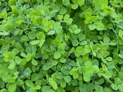 金花菜怎么种植