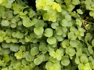 金钱草怎么种植