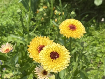 金盏菊种子,种子