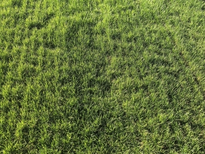 蓝标高羊茅种子,草坪种子,种子