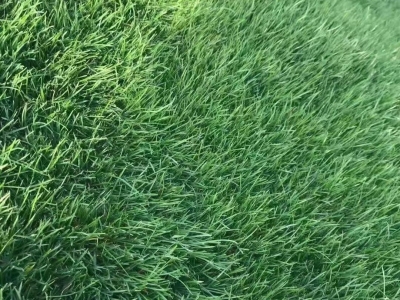 蓝标黑麦草种子,草坪种子,种子
