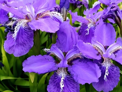蓝花鸢尾种子,种子