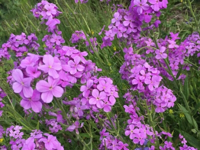 蓝香芥种子,种子