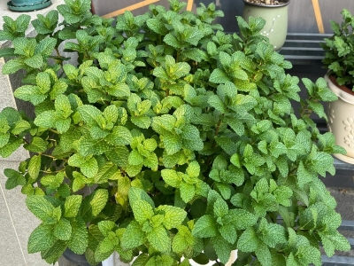 留兰香薄荷种子发芽率怎么样
