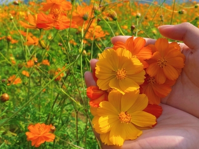 硫华菊种子,种子