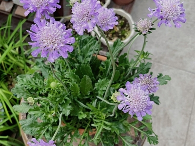 轮锋菊种子,种子