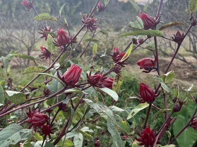 洛神花种子怎么提高发芽率