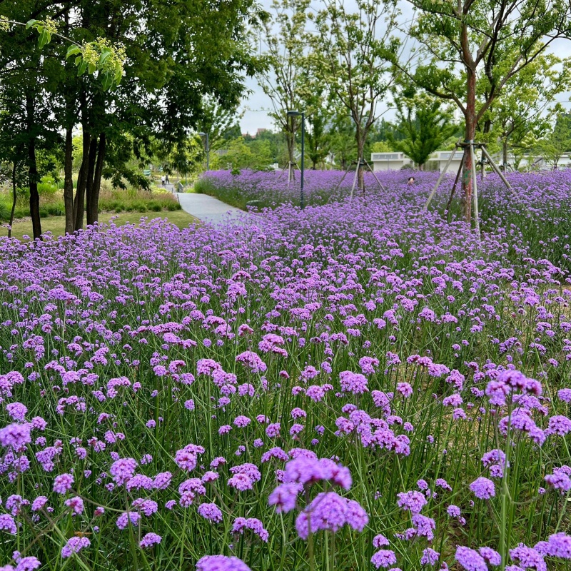 马鞭草阔叶4.jpg