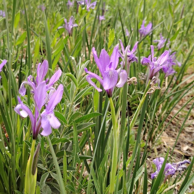 马兰花5.jpg
