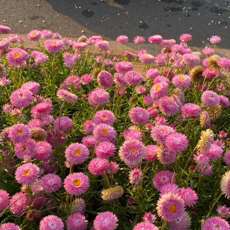 麦秆菊8.jpg
