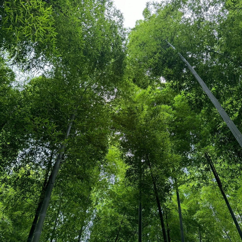 毛竹5.jpg