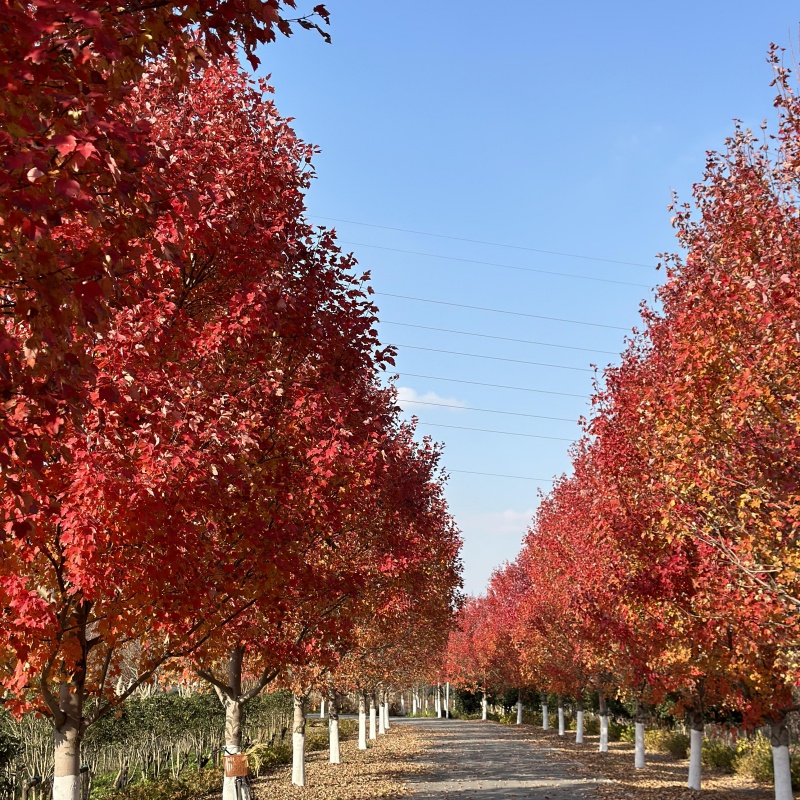 美國紅楓5.jpg