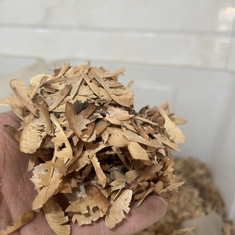 美國紅楓2.jpg