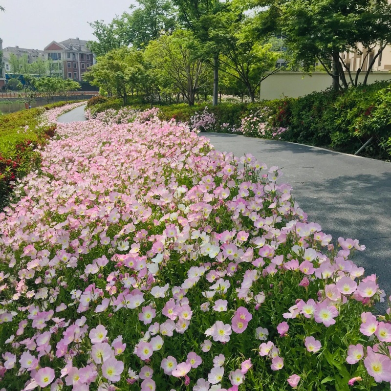 美麗月見草4.jpg