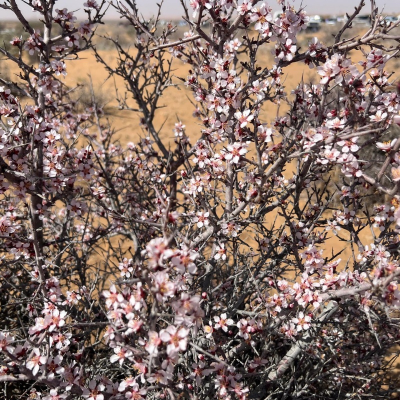 蒙古扁桃6.jpg