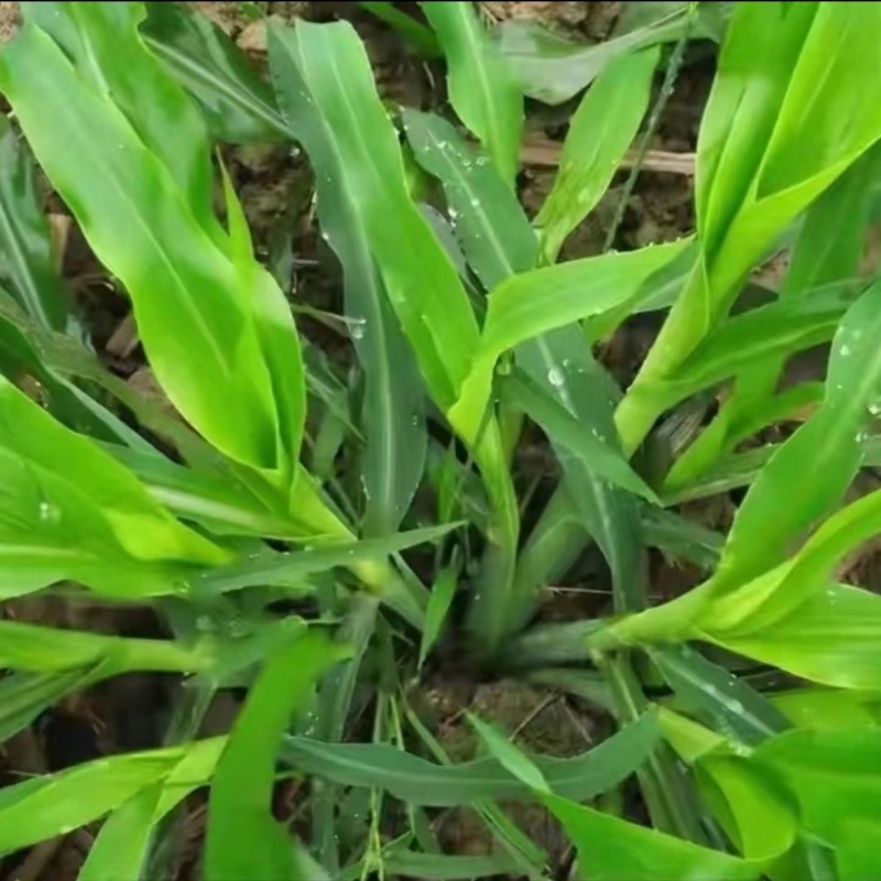 墨西哥玉米草3.jpg