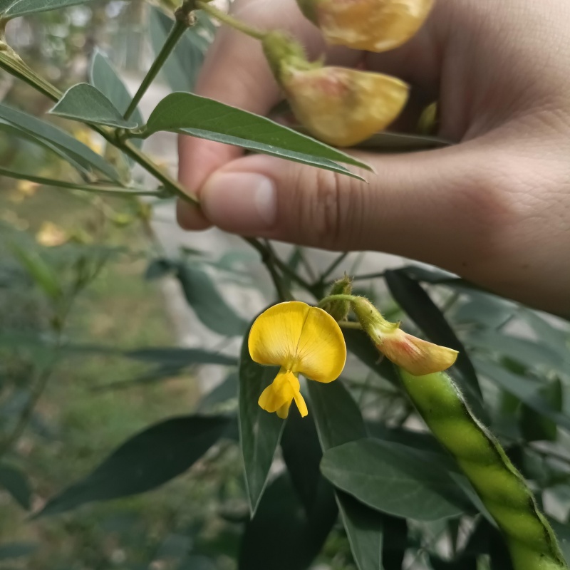 木豆3.jpg
