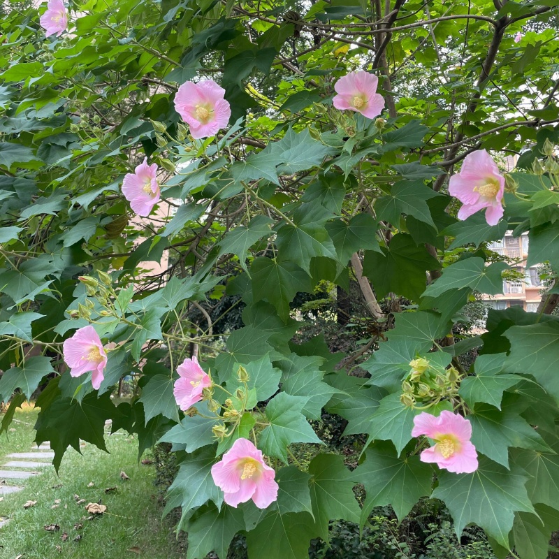 木芙蓉3.jpg