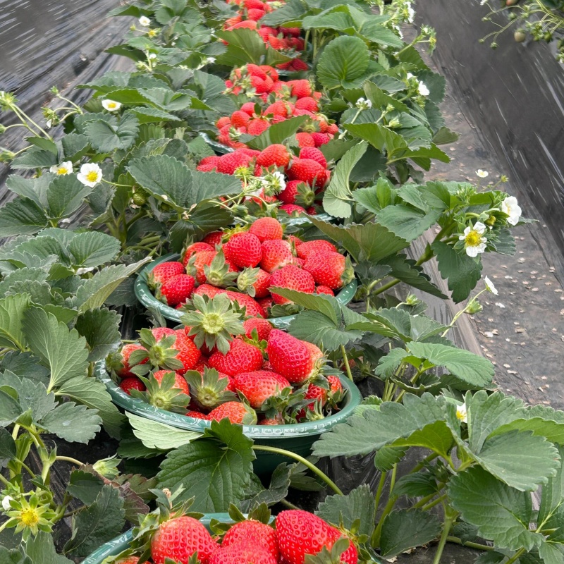 奶油草莓6.jpg