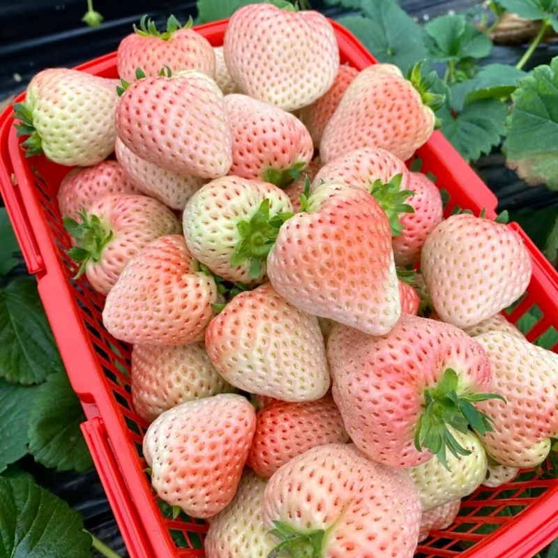 奶油草莓3.jpg