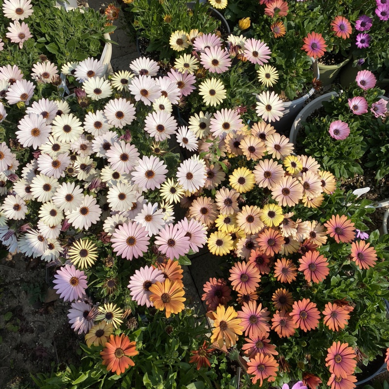 南非萬壽菊3.jpg