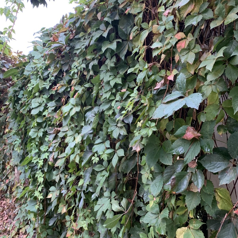 爬山虎5.jpg