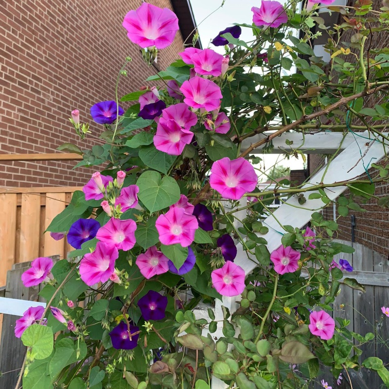 牽牛花爬藤混色3.jpg