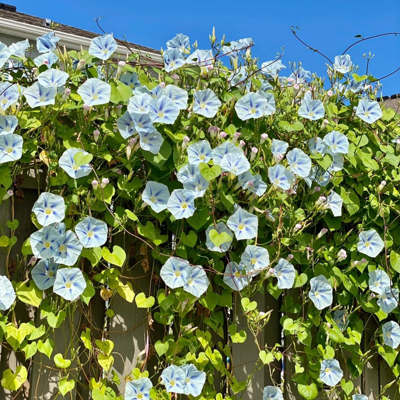 牽牛花爬藤混色6.jpg