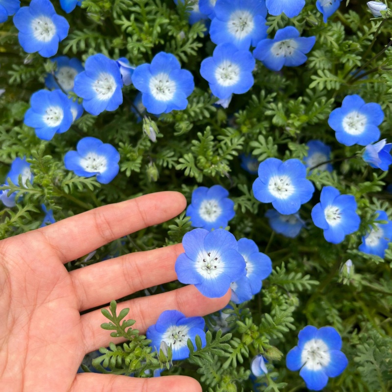 婆婆納3.jpg