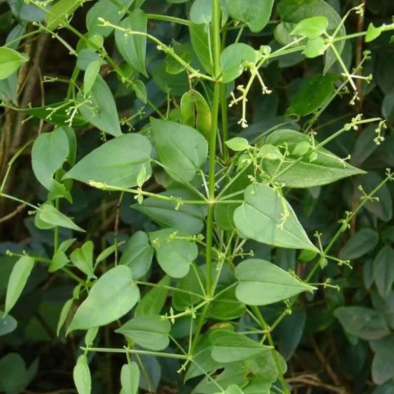 茜草6.jpg