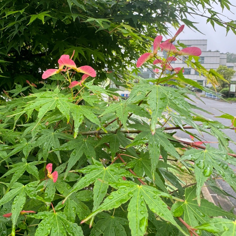 青枫3.jpg